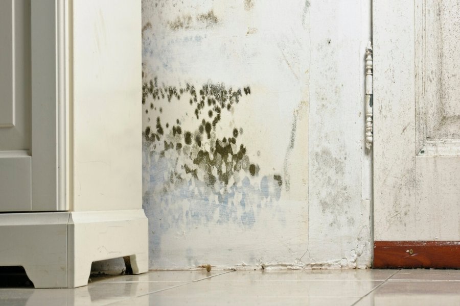 How Can I Get Rid Of Mould Permanently Envirovent - How To Get Rid Of Black Mold On Walls Permanently