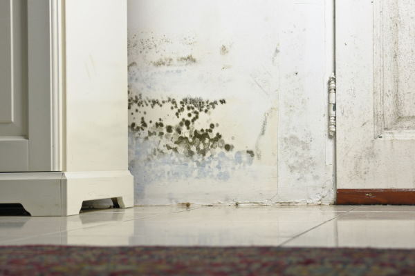 Black mould on an interior wall