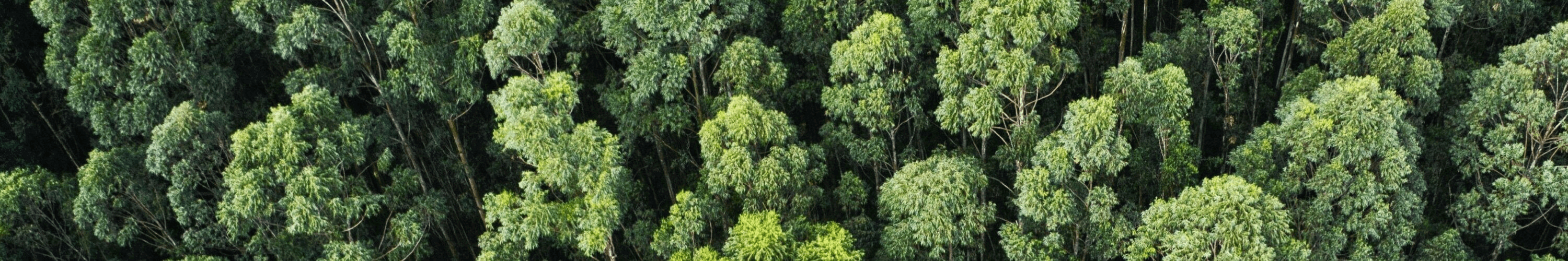 A forest of trees