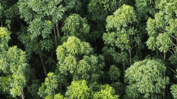 A forest of trees