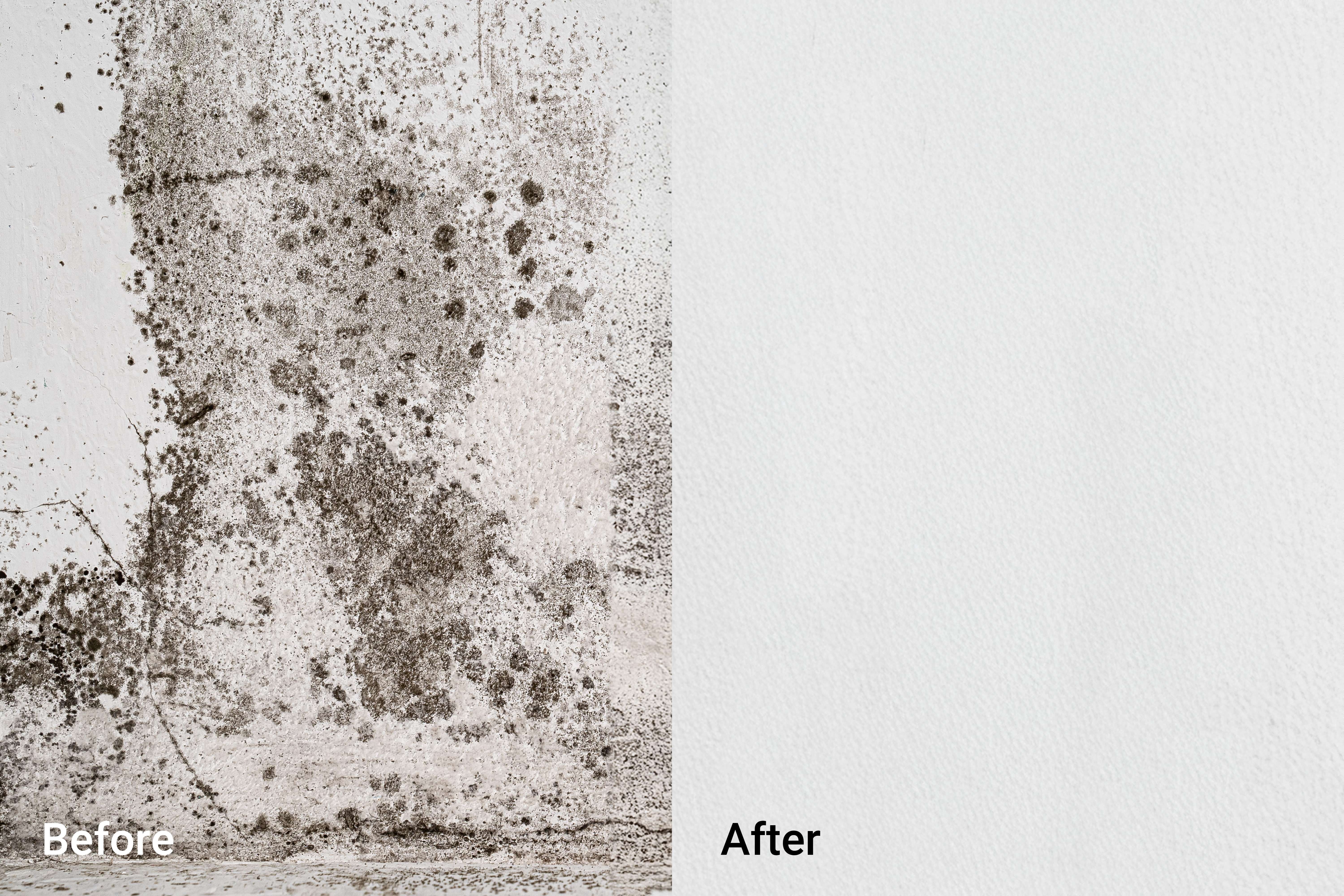 mould-treatment-before-and-after
