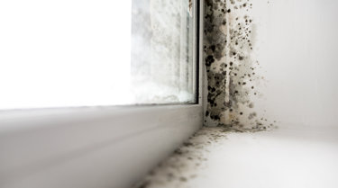 mould-along-window-and-wall