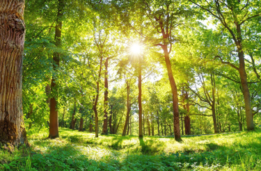sustainability-initiatives-sustainable-environment