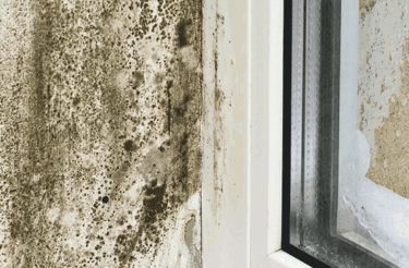 Mould forming in the corner of a window