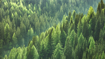 A forest of trees taken from above