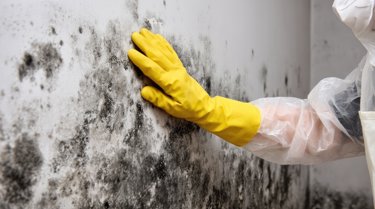 person-touching-mould-on-wall