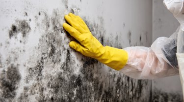 person-touching-mould-on-wall