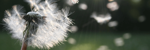 dandilion_1.png (1)